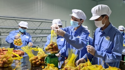 4 doanh nghiệp lớn thu mua, xuất khẩu vải tại Hải Dương
