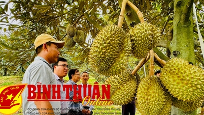 ទុរេន VietGAP និងឱកាសសម្រាប់ផលិតផលកសិកម្មផ្សេងទៀត។