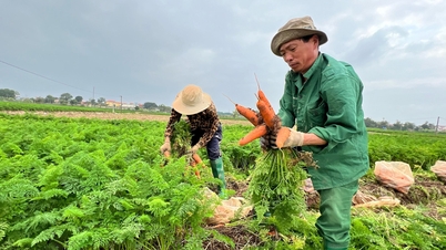Hợp tác xã cùng xây dựng nông thôn mới nâng cao, kiểu mẫu