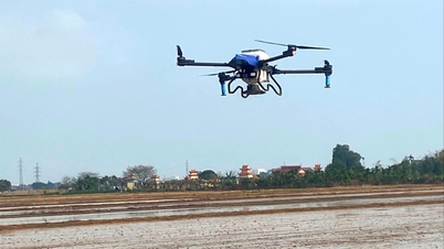 Nhiều xã ở Cẩm Giàng cơ bản hoàn thành gieo cấy lúa xuân