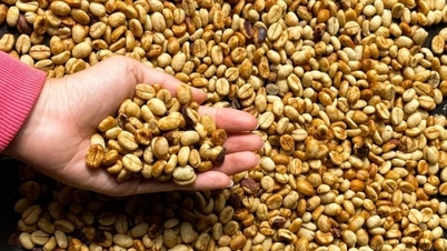 Sau phiên điều chỉnh kỹ thuật, giá cà phê bất ngờ giảm sâu về mức thấp nhất trong một tháng