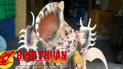 “Thổi hồn” vào vỏ ốc biển