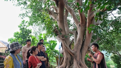ការ​អង្កេត​សក្ដានុពល​នៃ​ការ​អភិវឌ្ឍ​ទេសចរណ៍​ជន​បទ​ក្នុង​ស្រុក​ចំនួន​៣ គឺ​ក្រុង Kbang, Mang Yang, Chu Pah