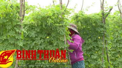 កសិករ​រំពឹង​ថា​ដំណាំ​បន្លែ​តេត