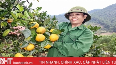 រដូវជ្រើសរើសពណ៌ទឹកក្រូចនៅ Vu Quang