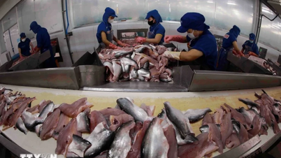 Vietnamese pangasius has many opportunities to enter the Malaysian market.