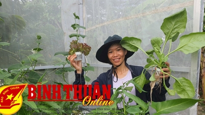 ការដាំបន្លែ Hydroponic - គំរូចាប់ផ្តើមបច្ចេកវិទ្យាខ្ពស់។