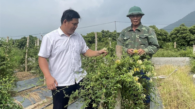 Những bí thư chi bộ, trưởng thôn vùng xa ở Chí Linh