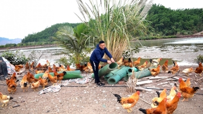"Thay da đổi thịt" cho gà Tiên Yên