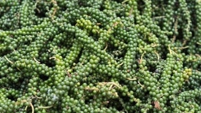 Quay đầu lao dốc, rời mốc 150.000 đồng/kg