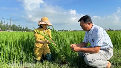 เสริมสร้างการติดตามและควบคุมศัตรูพืชในนาข้าวช่วงฤดูร้อน-ฤดูใบไม้ร่วง