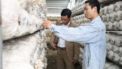 Gia đình anh Nguyễn Văn Vy ở Kinh Môn trồng nấm thu lãi 400 triệu đồng/năm