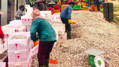អ្នកនេសាទ​វាយ​វា​យ៉ាង​ធំ​ជាមួយនឹង​ត្រី​ឆ្ដោរ​១០០​តោន​នៅ​ថ្ងៃ​ដែល​ផ្ទះបាយ​ព្រះ​យាង​ទៅ​ឋានសួគ៌