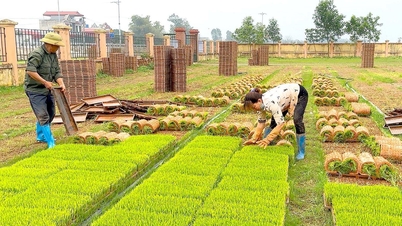 Cấy lúa thời công nghệ ở Hưng Long
