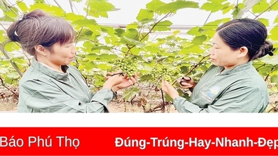 ការច្នៃប្រឌិតខ្លាំងនៅក្នុងទម្រង់អង្គការផលិតកម្ម