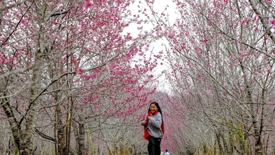 ពិធីបុណ្យ Cherry Blossom
