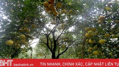 ស្ងើចសរសើរដើមឈើក្រូច "ផ្លែឈើដ៏អស្ចារ្យ" នៅ Ha Tinh