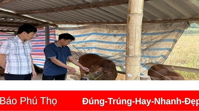 Chủ động phòng chống đói rét, dịch bệnh cho đàn vật nuôi vụ Đông xuân