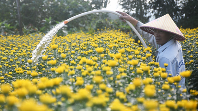 ផើងផ្កា chrysanthemum កន្លះលាន នាំមកនូវសេចក្តីរីករាយដល់កសិករ