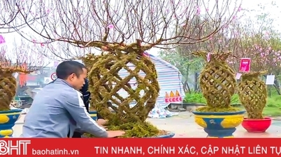 ថូផ្កាផ្កា peach ពិសេសដែលគ្របដណ្ដប់ដោយស្លែ បង្ហាញខ្លួនជាលើកដំបូងនៅទីក្រុង Ha Tinh