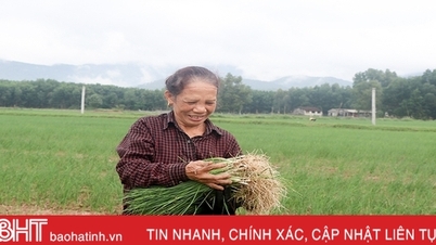 Hành tăm đầu mùa được giá, nông dân Can Lộc phấn khởi
