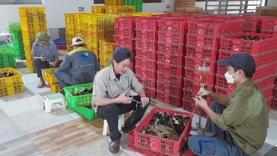 Người chăn nuôi Hải Dương tất bật vào vụ mới