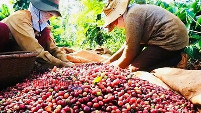ឆ្នាំដំណាំកាហ្វេ 2023-2024៖ រីករាយនៃការប្រមូលផលល្អ និងតម្លៃល្អ។