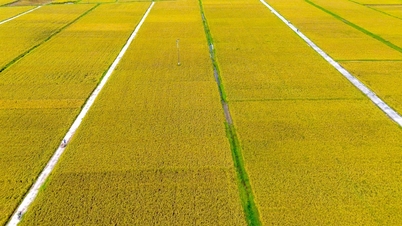 Hai Duong to convert more than 433 hectares of rice land in 7 districts and cities next year