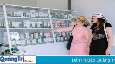 Quảng Trị định hướng phát triển kinh tế dược liệu kết hợp dịch vụ du lịch nông nghiệp