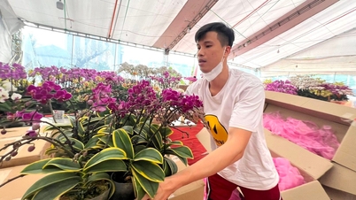 ពូជផ្កាអ័រគីដេថ្មីៗជាច្រើននៅលើទីផ្សារផ្កាតេត
