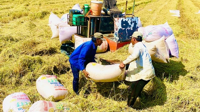 តម្លៃ​អង្ករ​វៀតណាម​ឡើង​ដល់​ជិត ១​ពាន់​ដុល្លារ​ក្នុង​មួយ​តោន