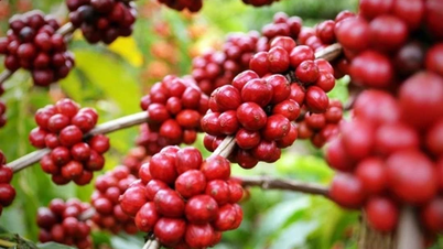 Giá nông sản ngày 23/1/2025: Cà phê tăng vọt, hồ tiêu nhích nhẹ