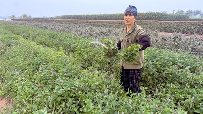 Tien Tien Spice Vegetables (Hai Duong City) are in high demand.