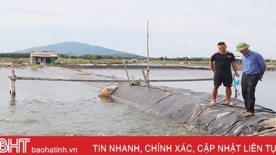 Triển vọng từ mô hình nuôi cá chim trắng vây vàng