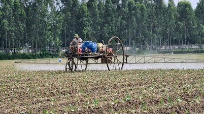 Nông dân Hải Dương lo nguồn nông sản phục vụ thị trường cuối năm