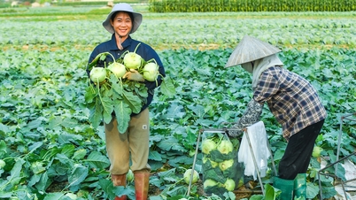 Thủ phủ rau vụ đông Gia Lộc vào mùa thu hoạch