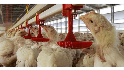 UK confirms bird flu outbreak in Yorkshire
