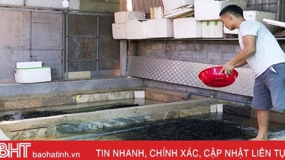 ការចិញ្ចឹមអន្ទង់គ្មានភក់នៅឌុចថូ