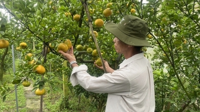 Tập trung nhiều chính sách tín dụng cho nông nghiệp