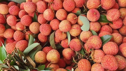 លីតឈូ ដាកឡាក់ ទុំមុន តម្លៃខ្ពស់កប់ពពក ជាង ១០ម៉ឺនដុង/គីឡូក្រាម ប៉ុន្តែនៅតែទាក់ទាញអតិថិជន
