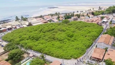 El anacardo más grande del mundo tiene una superficie de más de 8.000 m².