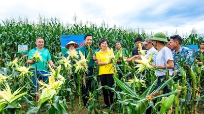 ពូជពោតផ្អែម F1 កូនកាត់ VNS8 មានអត្រា 100% ថ្នាក់ទី 1 ដោយសារលក្ខណៈទាំងនេះ។