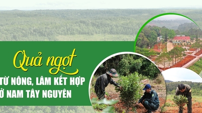 Quả ngọt từ nông, lâm kết hợp ở Nam Tây nguyên