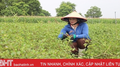 ស្ត្រីដែលមានបំណងប្រាថ្នាចង់ក្លាយជាអ្នកមានពី Solanum procumbens