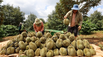 អនុវត្តការត្រួតពិនិត្យយ៉ាងតឹងរ៉ឹងនូវវត្ថុដាក់ឱ្យនៅដាច់ពីគេក្នុងកន្លែងដាំដុះ និងកន្លែងវេចខ្ចប់។