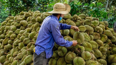 Thailand aims to earn 27 billion USD, warns about Vietnamese durian