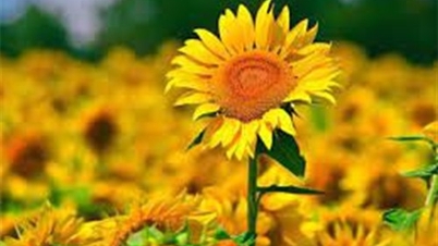 NTO - កុំខ្លាចកំហុស