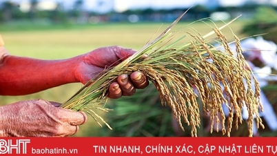 បំពេញពាក្យសុំការពារពាណិជ្ជសញ្ញា "Duc Tho Rice" យ៉ាងរហ័ស។