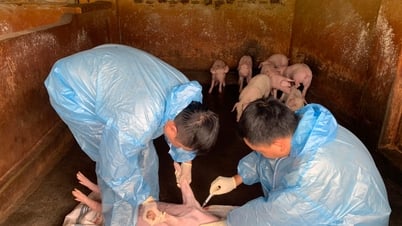 tiêm phòng, Hải Dương miễn dịch với virus dịch tả lợn châu Phi