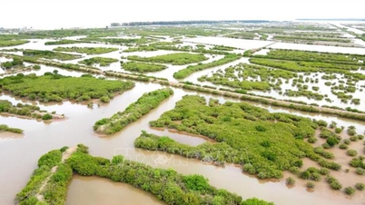 Thai Binh ensures marine economic development goes hand in hand with biodiversity conservation